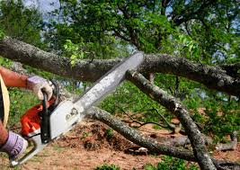 Reliable Sunrise, FL Tree Care Solutions